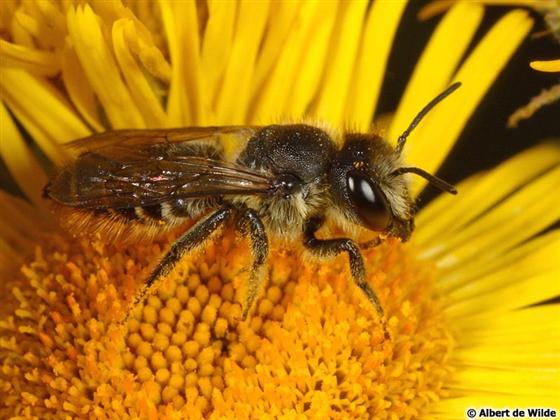 Megachile centuncularis (Linnaeus, 1758)
