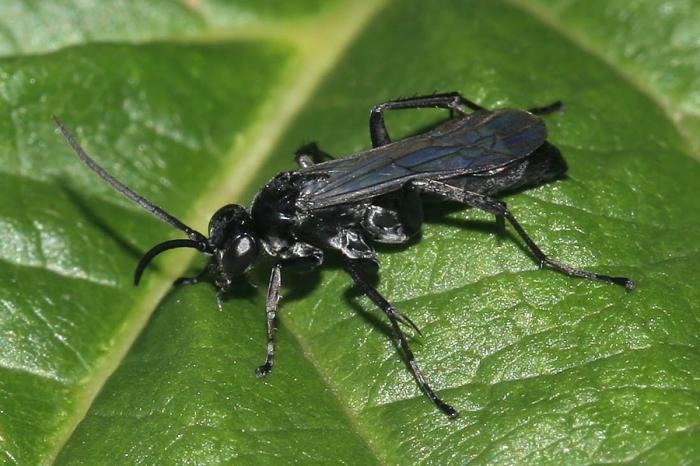 Anoplius nigerrimus (Scopoli, 1763)