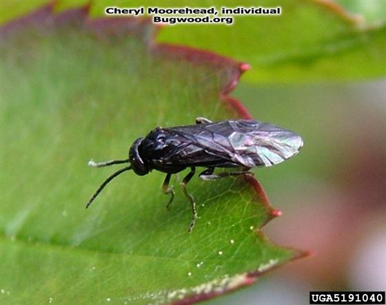 Caliroa cerasi (Linnaeus, 1758)
