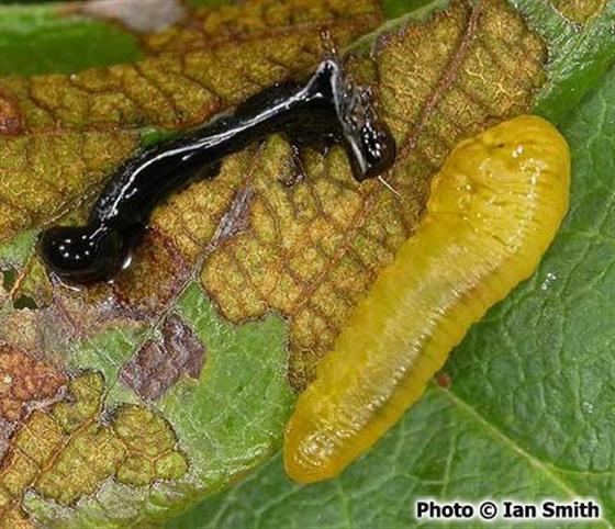 Caliroa cerasi (Linnaeus, 1758)