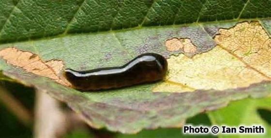Caliroa cerasi (Linnaeus, 1758)