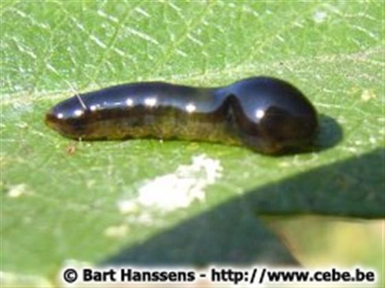 Caliroa cerasi (Linnaeus, 1758)