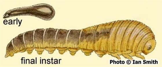 Caliroa cerasi (Linnaeus, 1758)
