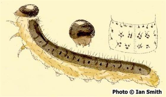Cladius brullei (Dahlbom, 1835)