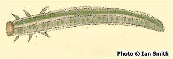 Pachynematus obductus (Hartig, 1837)