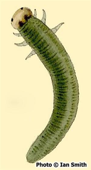Strongylogaster multifasciata (Geoffroy, 1785)