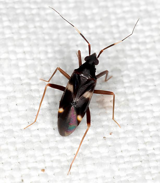 &copy; José Manuel Grosso-Silva