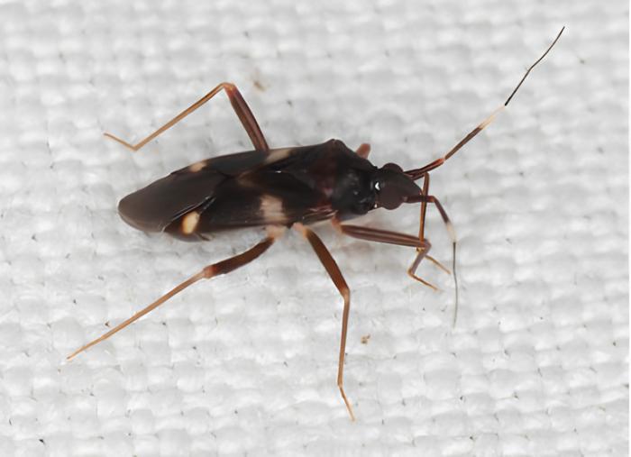 &copy; José Manuel Grosso-Silva