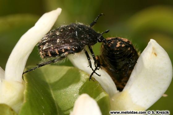 Oxythyrea funesta (Poda, 1761)