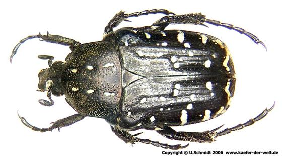 Oxythyrea funesta (Poda, 1761)