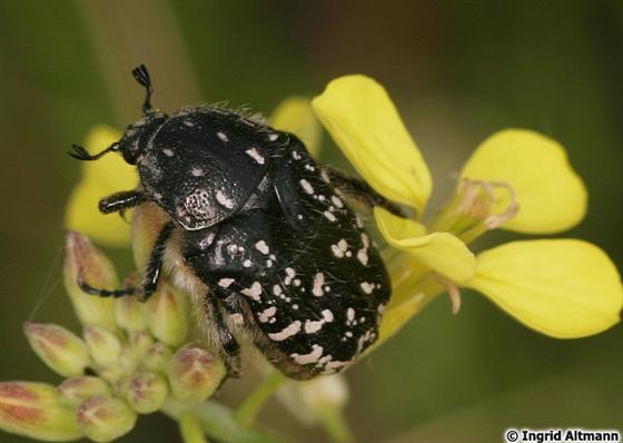 Oxythyrea funesta (Poda, 1761)