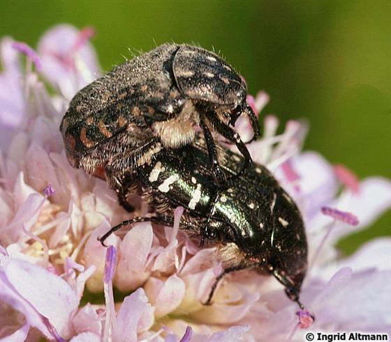 Oxythyrea funesta (Poda, 1761)