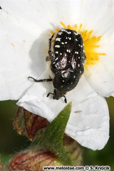 Oxythyrea funesta (Poda, 1761)