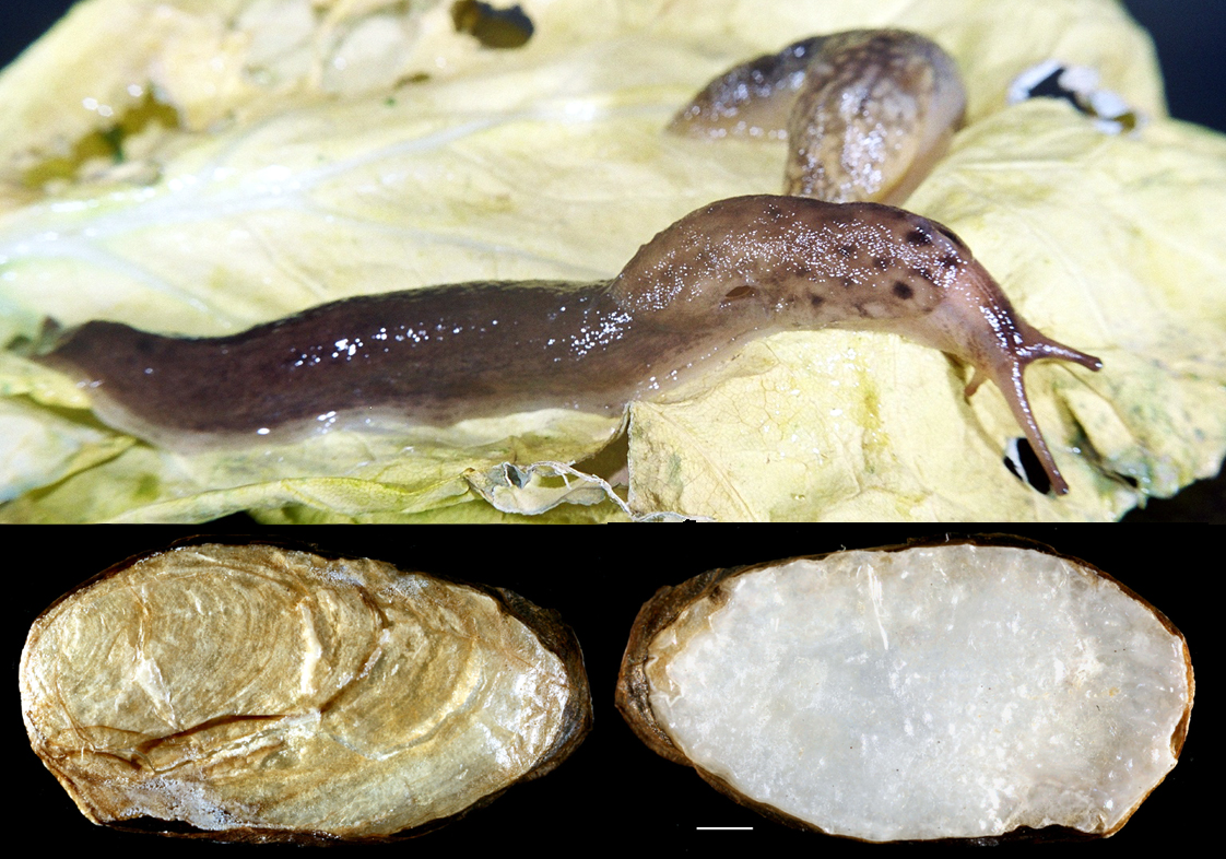 Limax Maximus Linnaeus 1758 Azorean Biodiversity Portal Limax Maximus Linnaeus 1758 Azorean Biodiversity Portal