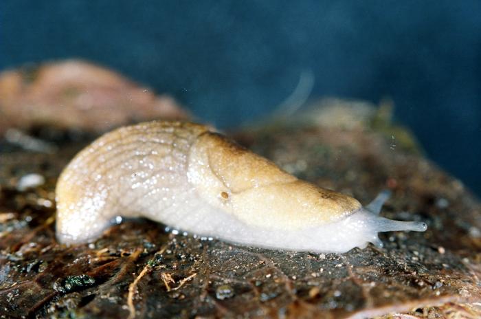 Milax gagates (Draparnaud, 1801)