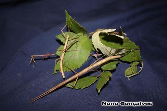 Carausius morosus (Sinéty, 1901)