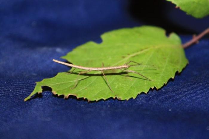 Carausius morosus (Sinéty, 1901)