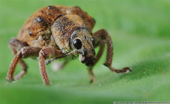 Gonipterus platensis (Marelli, 1926)