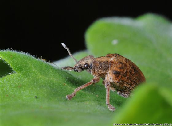 Gonipterus platensis (Marelli, 1926)