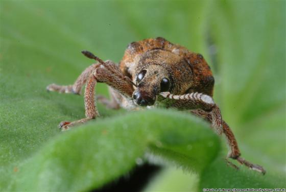 Gonipterus platensis (Marelli, 1926)
