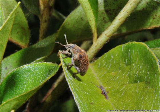 Gonipterus platensis (Marelli, 1926)