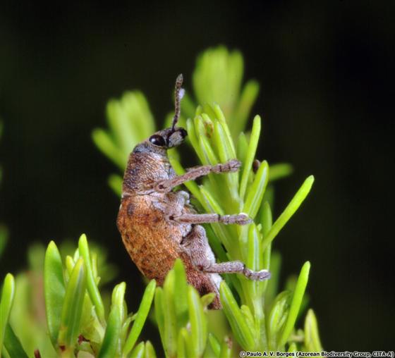Gonipterus platensis (Marelli, 1926)