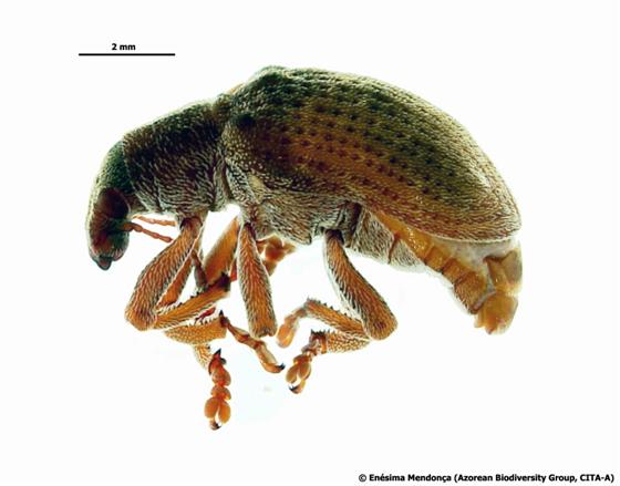 Gonipterus platensis (Marelli, 1926)