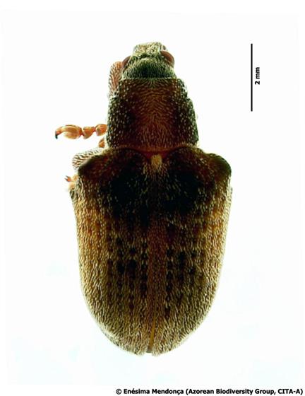 Gonipterus platensis (Marelli, 1926)