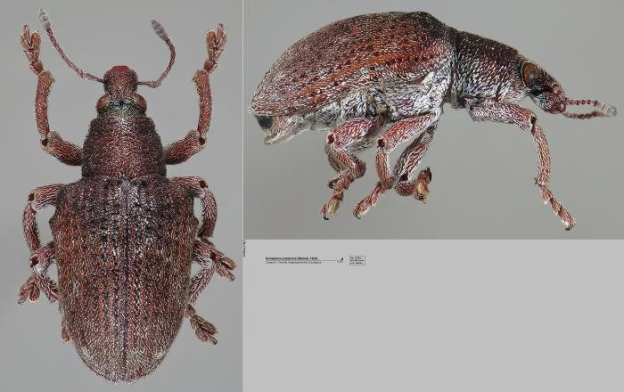 Gonipterus platensis (Marelli, 1926)