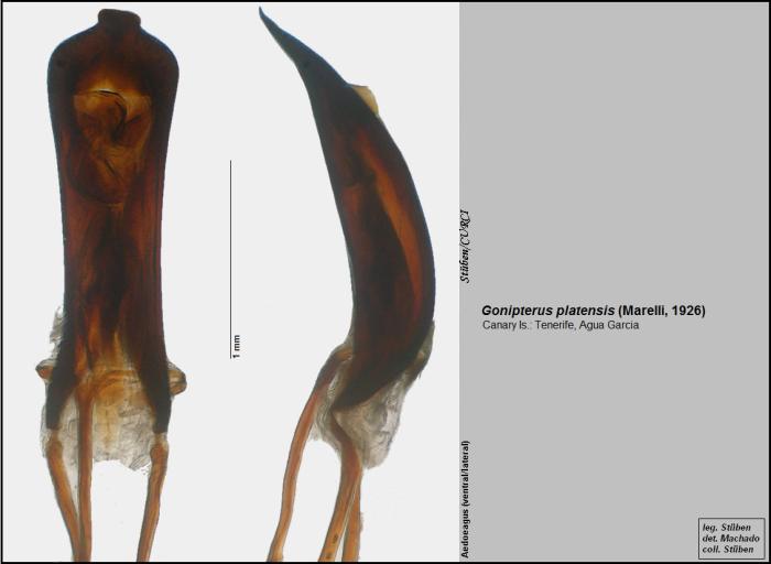 Gonipterus platensis (Marelli, 1926)