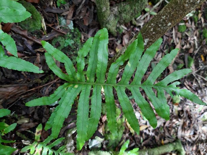 &copy; Rui Bento Elias