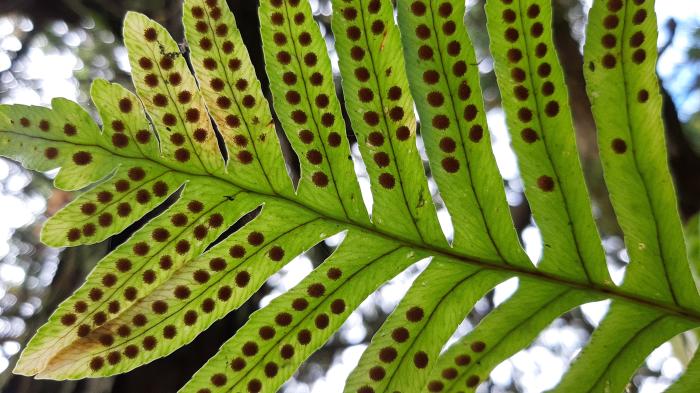 &copy; Rui Bento Elias