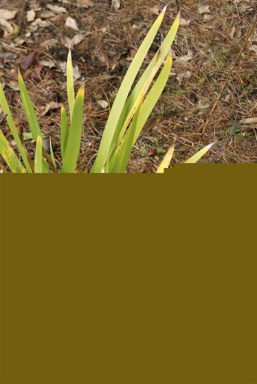 Iris foetidissima L.