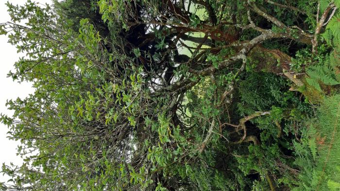 &copy; Rui Bento Elias