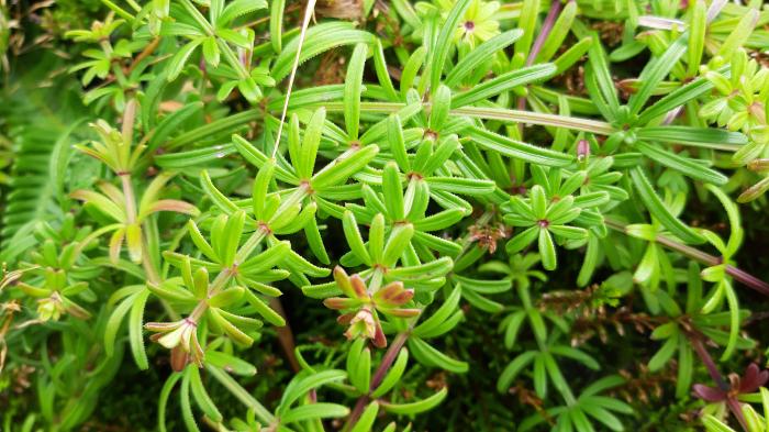 &copy; Rui Bento Elias