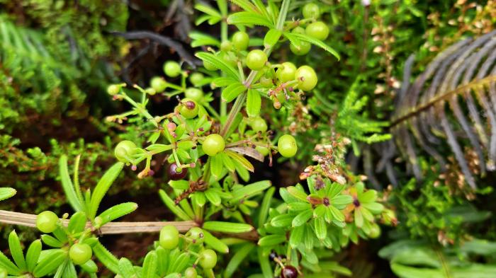 &copy; Rui Bento Elias