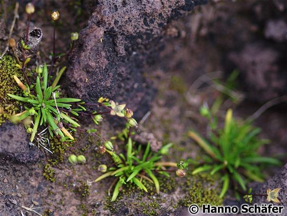Ruppia maritima L.