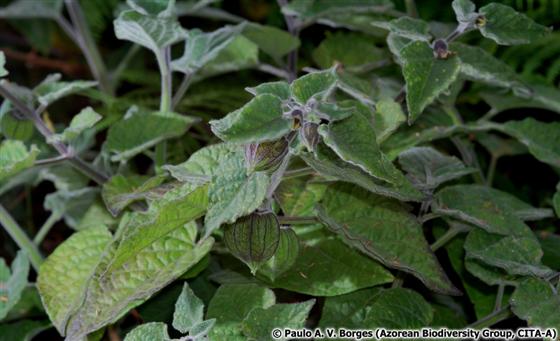 © Paulo A. V. Borges