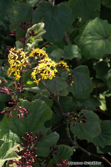 Tallo; hojas; inflorescencia; fruto / © Hanno Schaefer
