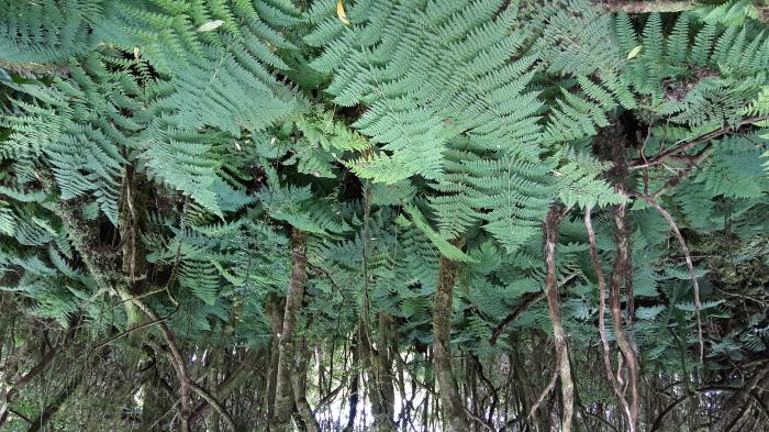 &copy; Rui Bento Elias