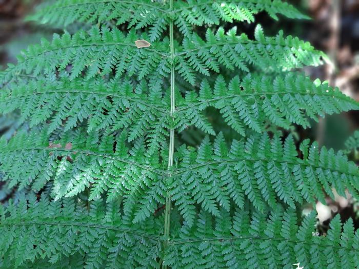 &copy; Rui Bento Elias