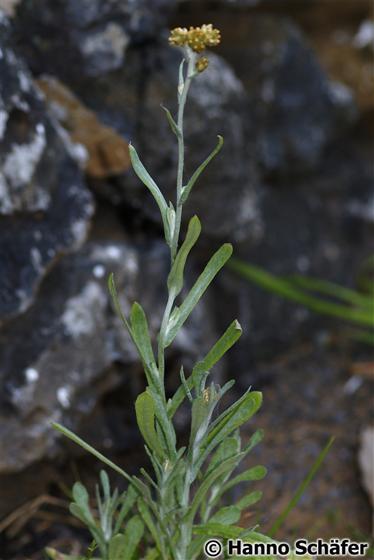 Stem; leaves; inflorescence / © Hanno Schaefer