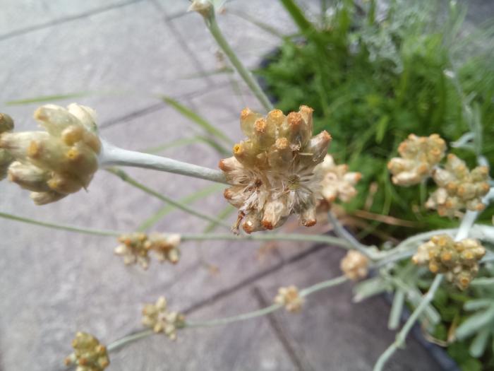 &copy; Rui Bento Elias