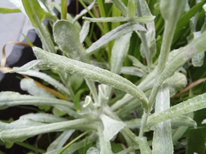 &copy; Rui Bento Elias