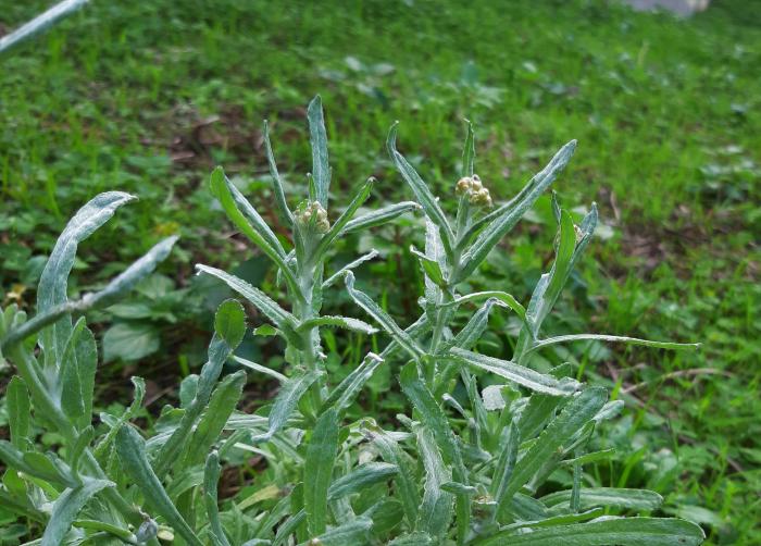 &copy; Rui Bento Elias