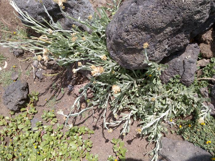 &copy; Rui Bento Elias