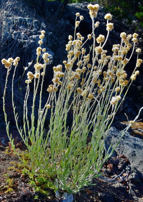 &copy; Rui Bento Elias