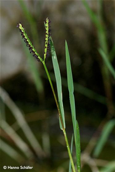 Paspalum distichum L.