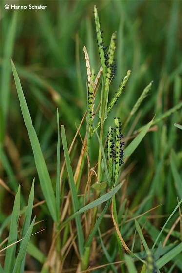 Paspalum distichum L.