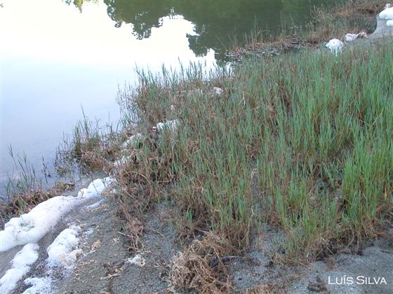 Paspalum distichum L.